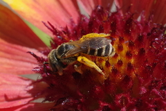 Halictus