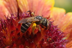 Halictus