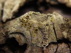 Lecanora inaurata