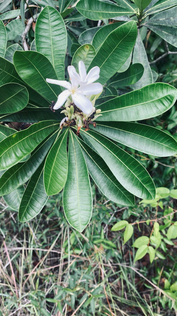 Himatanthus attenuatus