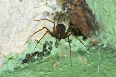 Scytodes fusca