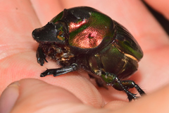 Phanaeus amithaon
