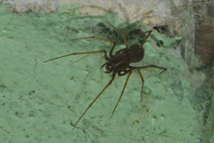 Scytodes fusca