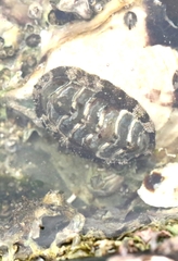 リュウキュウヒザラ