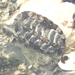リュウキュウヒザラ