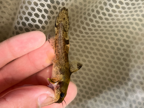 Brindled Madtom