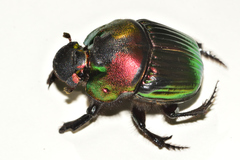 Phanaeus amithaon
