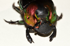 Phanaeus amithaon