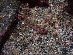 Masuda's Dwarfgoby photo 2