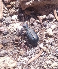 Cicindela depressula