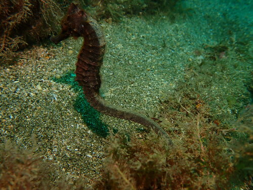 Crowned seahorse (Hippocampus coronatus) — Syngnathidae