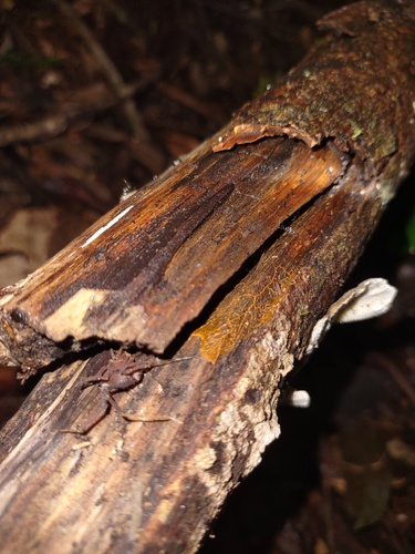 Mischonyx spinifrons