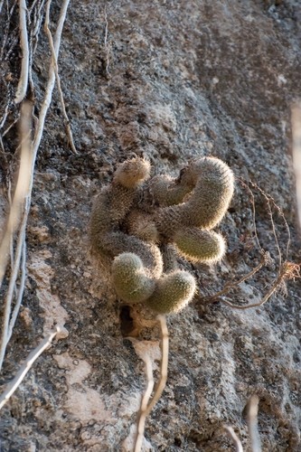 Mammillaria guerreronis