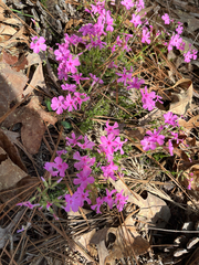 Phlox nivalis, photograph (c) harrier, some rights reserved (CC BY)