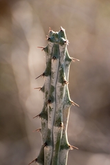 Stenocereus beneckei