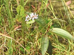 Grona heterocarpos strigosa