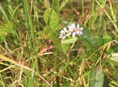Grona heterocarpos strigosa