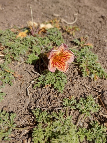 Image of Argylia Adscendens (Argylia adscendens) by no rights reserved