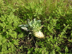 Brassica napobrassica