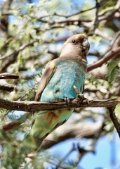 Poicephalus meyeri transvaalensis