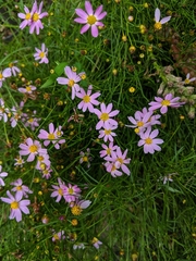 Coreopsis rosea