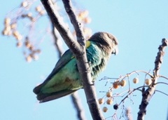 Poicephalus meyeri transvaalensis