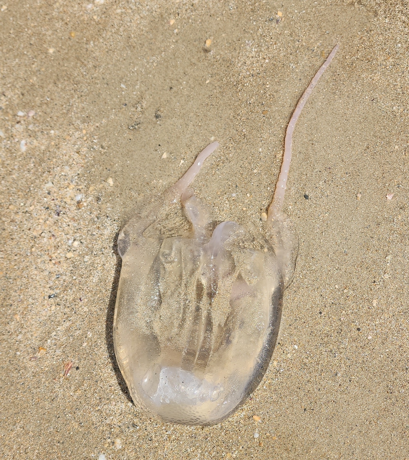 Tamoya haplonema F.Müller, 1859