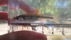 Notropis chiliticus