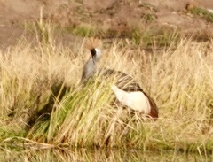 Balearica regulorum regulorum