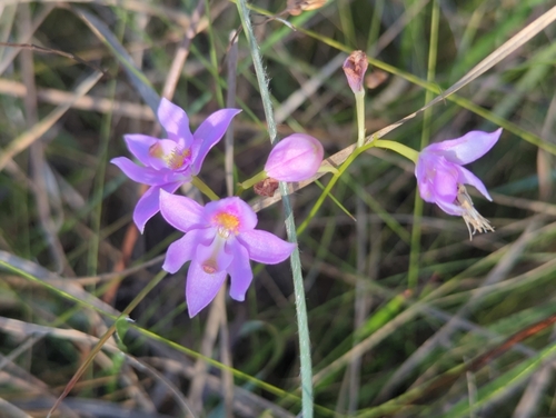 Image of Calopogon barbatus by (c) Tom Field, some rights reserved (CC BY)