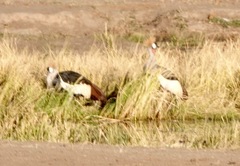 Balearica regulorum regulorum