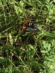 Sphecius speciosus