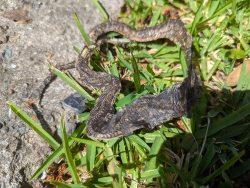 Diamond Python sighting