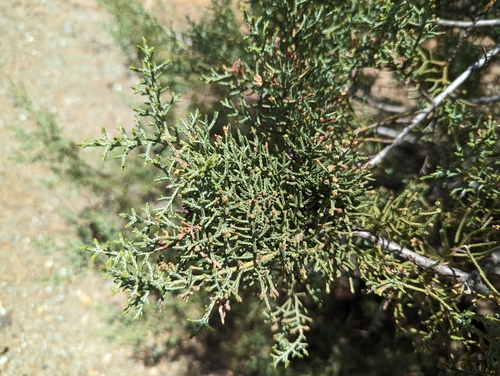 Image of Hesperocyparis sargentii by (c) Alexander Wentworth, some rights reserved (CC BY)