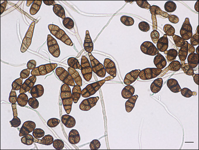 Alternaria