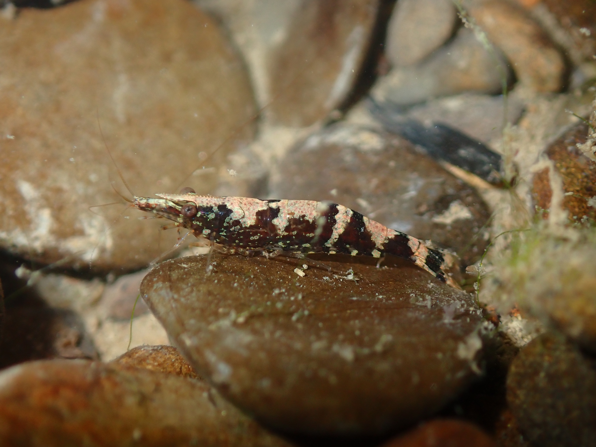 Ninja Shrimp (Caridina serratirostris) · iNaturalist