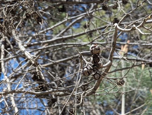 Image of Hesperocyparis sargentii by (c) Alexander Wentworth, some rights reserved (CC BY)