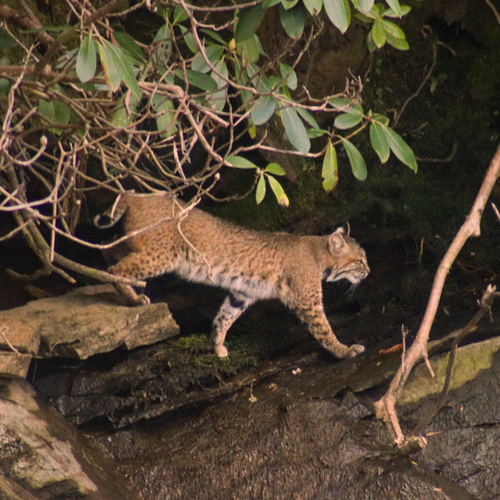 Bobcat photographed in South Carolina