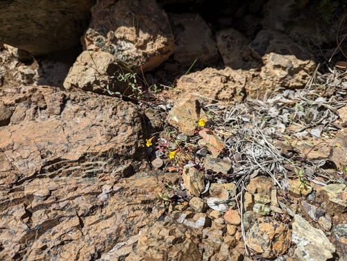 Bare monkeyflower (Erythranthe nudata)