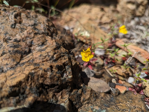 Image of Erythranthe nudata by (c) Alexander Wentworth, some rights reserved (CC BY)