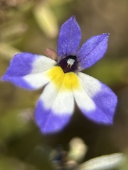 Downingia cuspidata