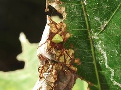 Araneus viridiventris