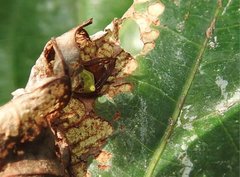 Araneus viridiventris