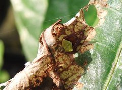 Araneus viridiventris