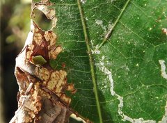 Araneus viridiventris