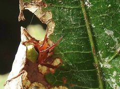 Araneus viridiventris