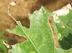 Araneus viridiventris