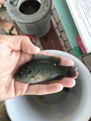 Lepomis miniatus