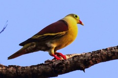 Treron curvirostra