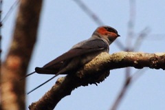 Hemiprocne coronata